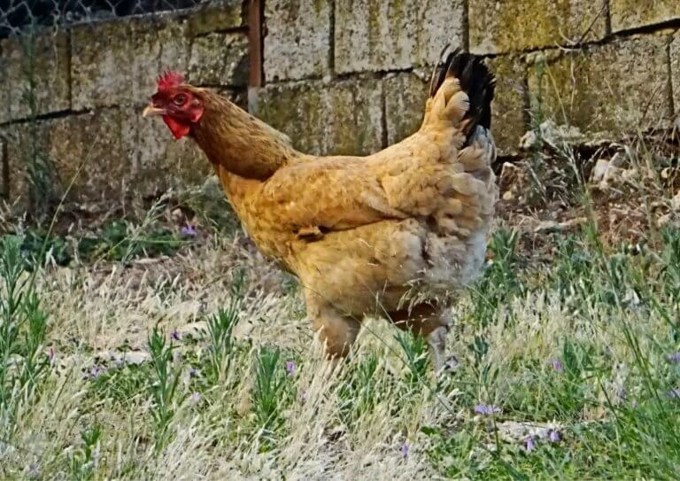 Ναύπλιο: Δεν μπορούσε να πιστέψει στα μάτια του με τα παράξενα αυγά της κότας του (βίντεο)